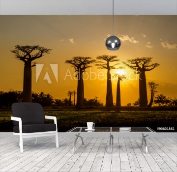 Picture of Evening in Baobab avenue